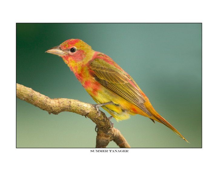 8948 summer tanager (1st year).jpg